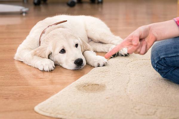 Tailoring Training Methods to Your Dog's Personality